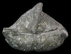 Large Pyrite Replaced Brachiopod (Paraspirifer) - Ohio #34191-1